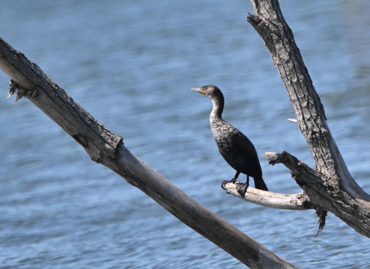 Double-crested Cormorant - Louis Lemay