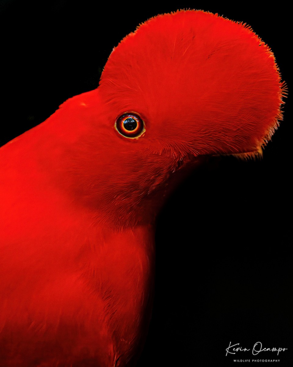 Andean Cock-of-the-rock - Kevin Ocampo | Ocampo Expeditions Birding Tours