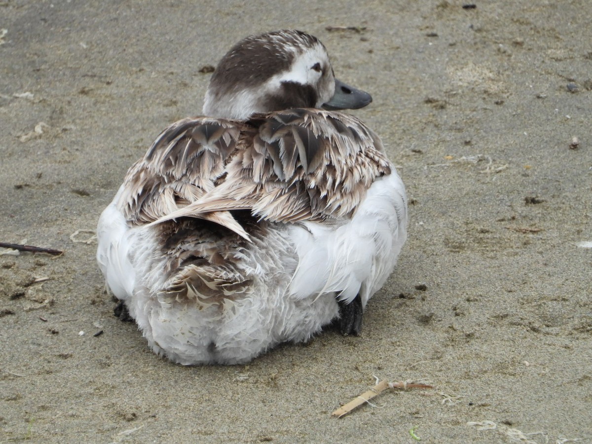 Long-tailed Duck - ML618789270