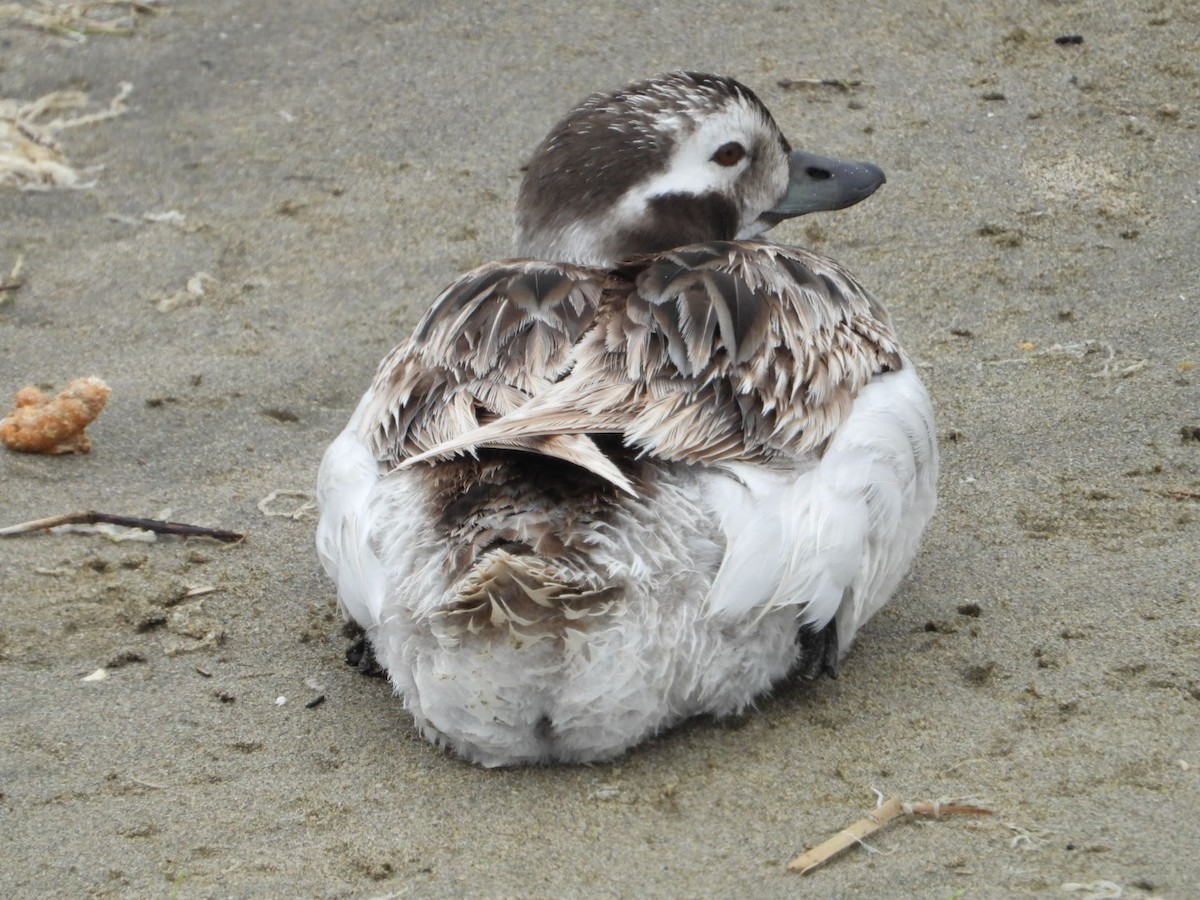 Long-tailed Duck - Howard Friedman