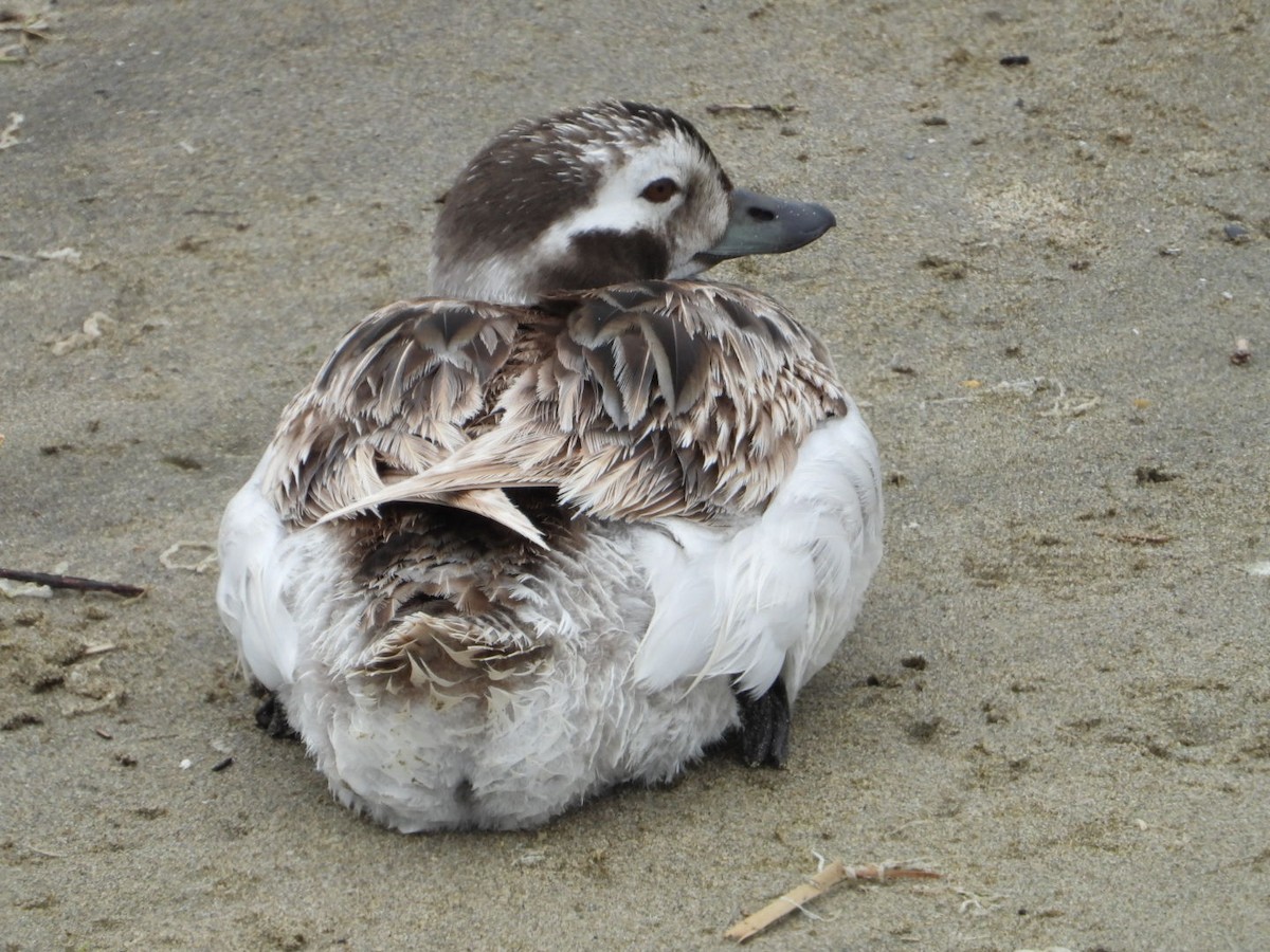 Long-tailed Duck - ML618789273