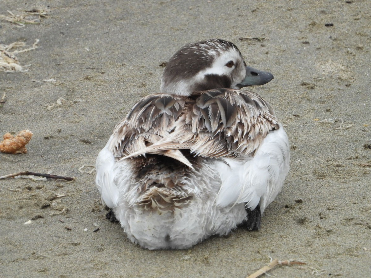 Long-tailed Duck - ML618789274