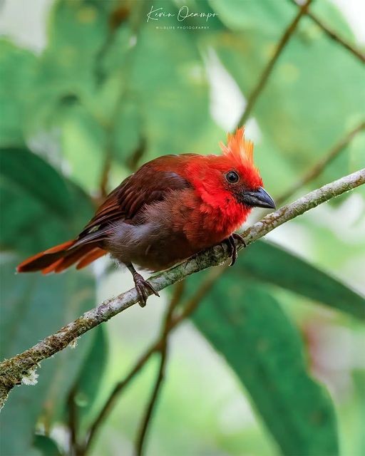 Crested Ant-Tanager - Kevin Ocampo | Ocampo Expeditions Birding Tours