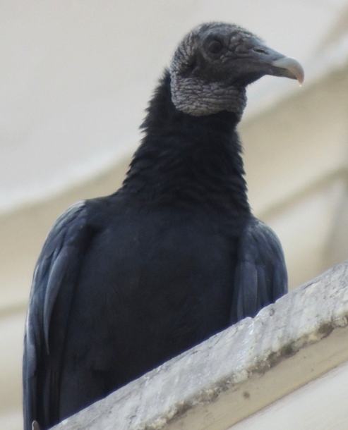 Black Vulture - ML618789306