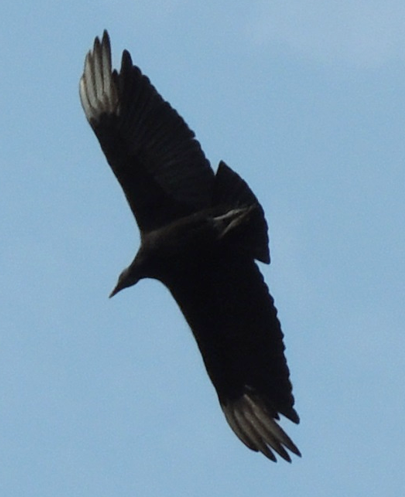 Black Vulture - ML618789320