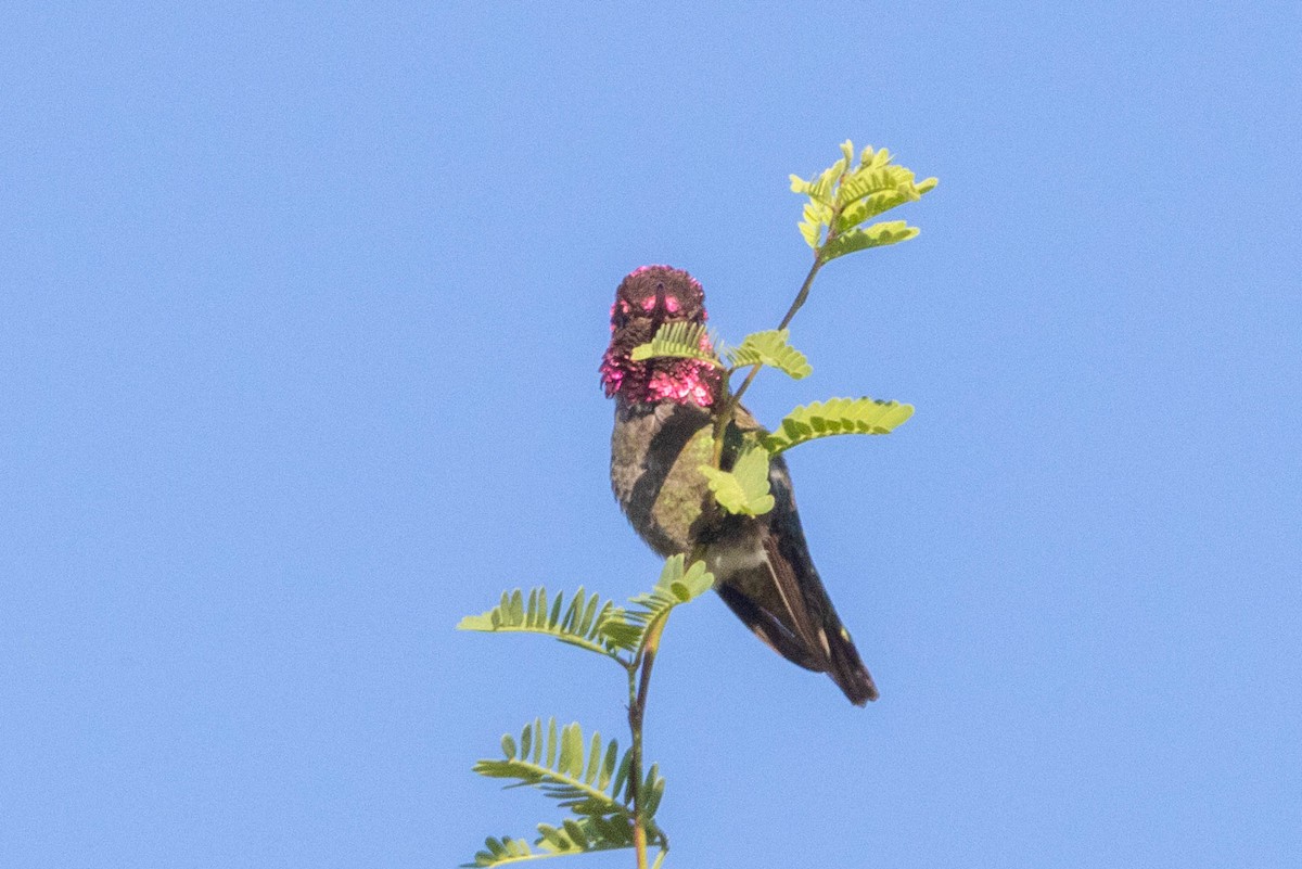 Anna's Hummingbird - ML618789321