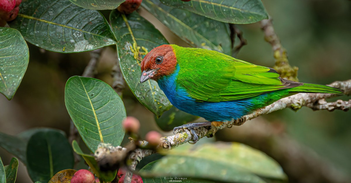 Bay-headed Tanager - ML618789336