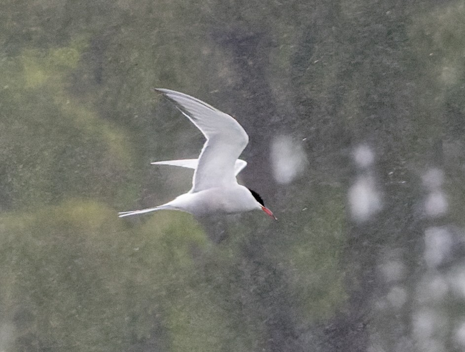 Common Tern - John Good