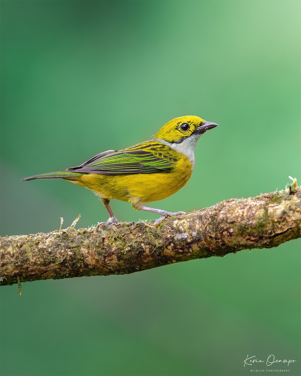 Silver-throated Tanager - ML618789352