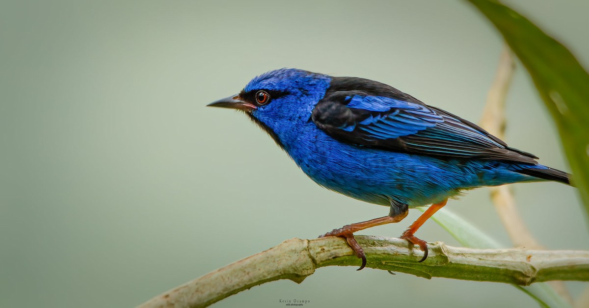 Blue Dacnis - Kevin Ocampo | Ocampo Expeditions Birding Tours