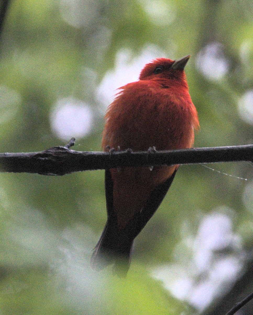 Scarlet Tanager - Kerry Loux