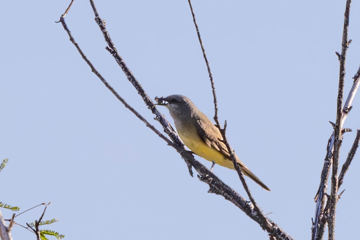 yellow-bellied kingbird sp. - ML618789488