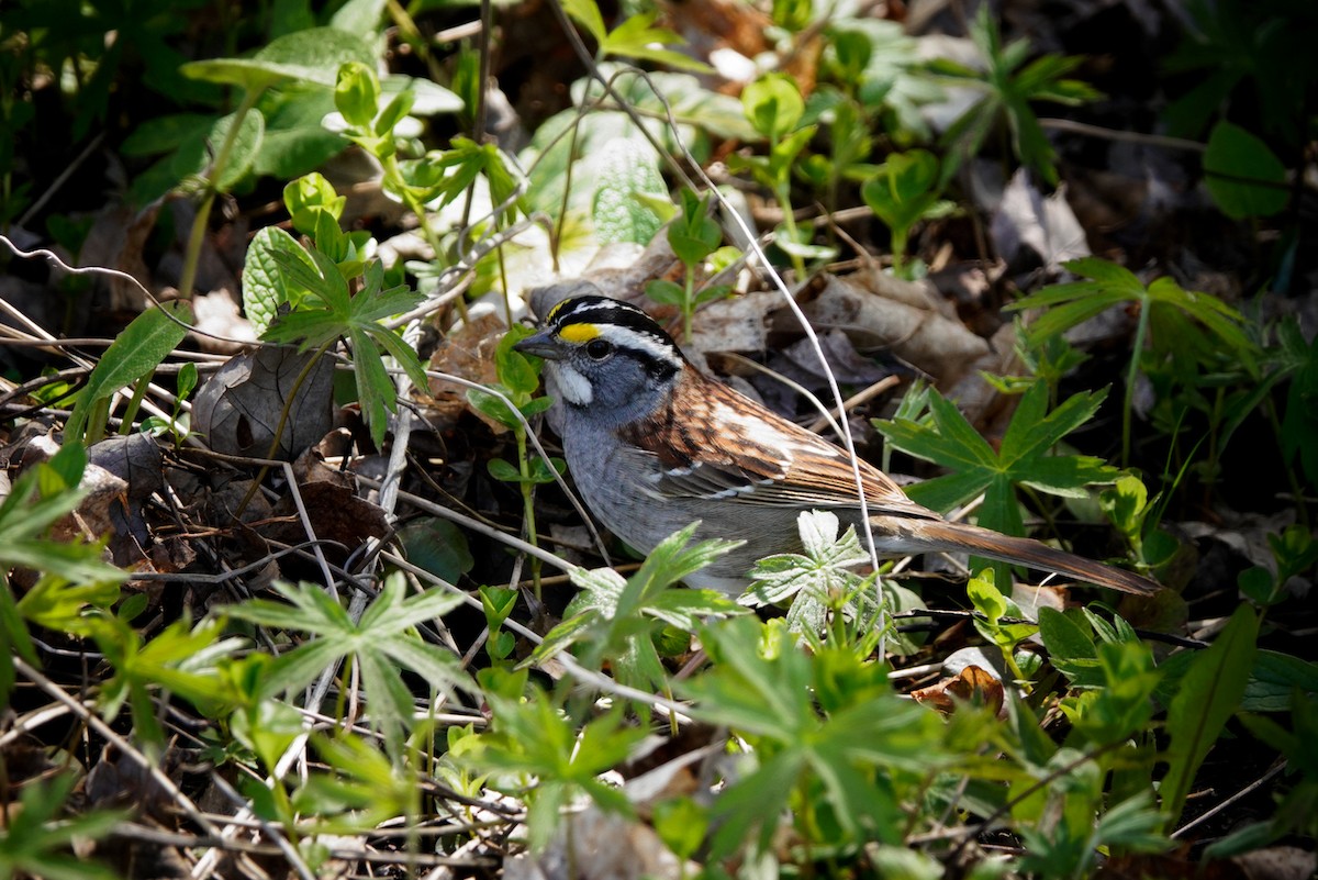 White-throated Sparrow - ML618789506