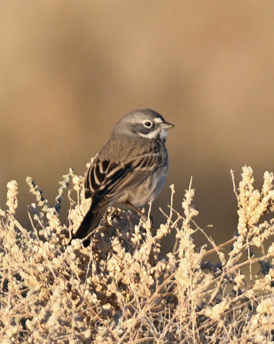 Bell's Sparrow (canescens) - Lorri Lilja