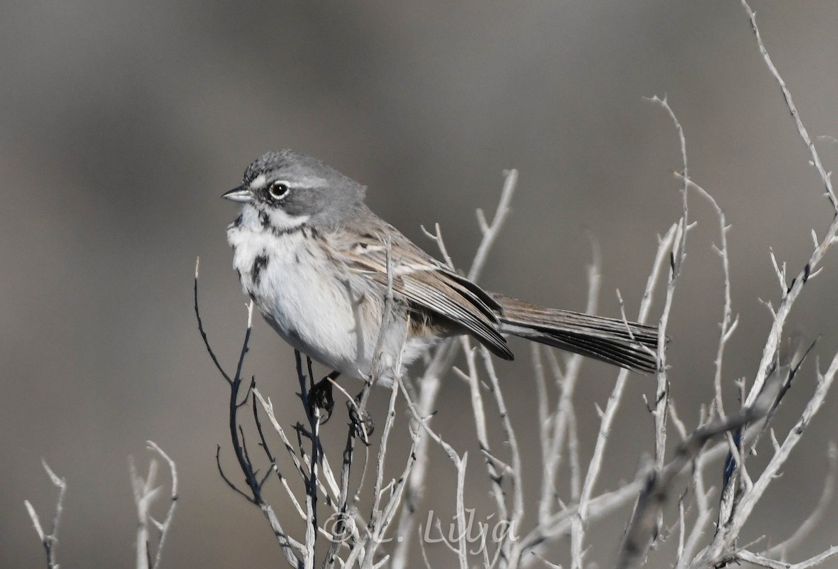 Bell's Sparrow (canescens) - ML618789541