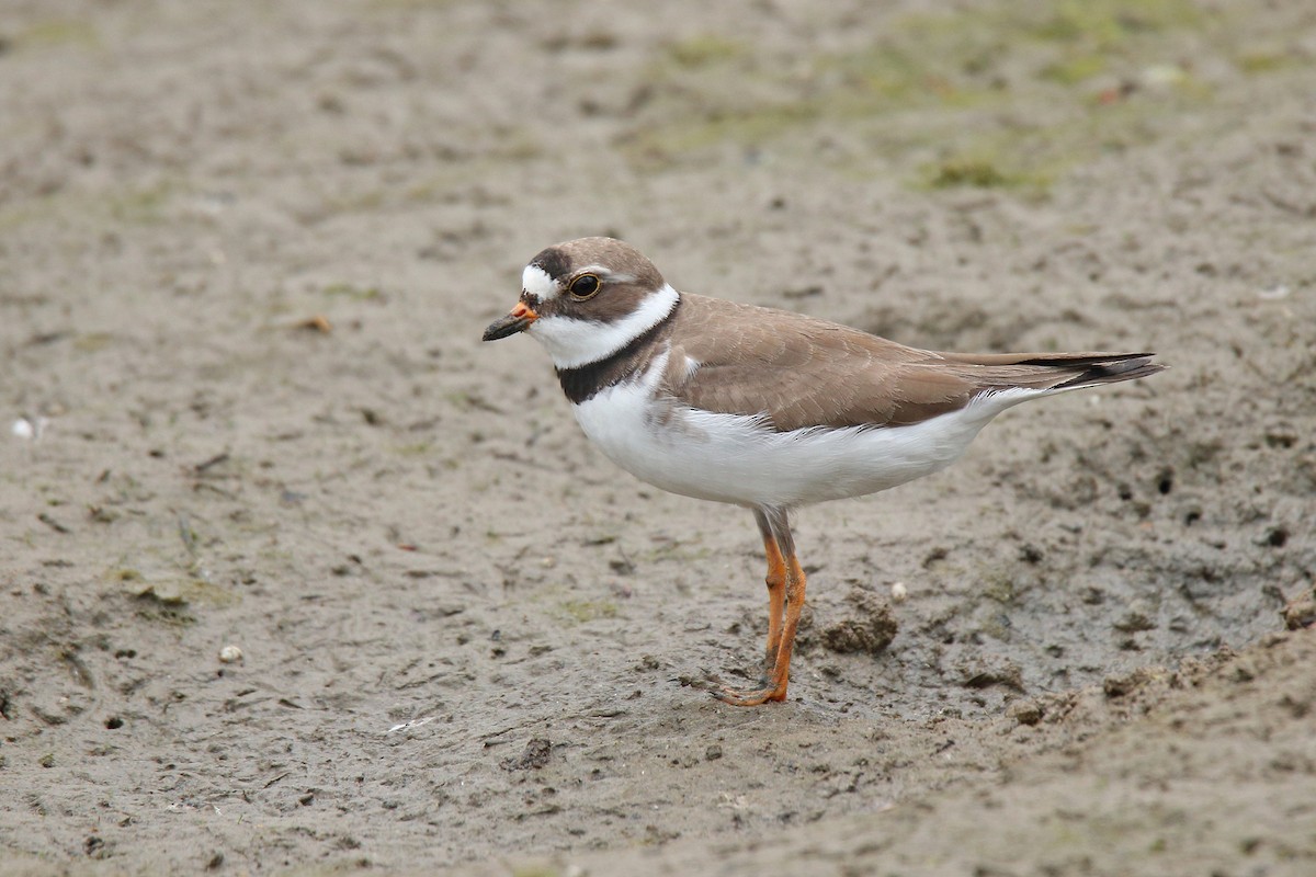 Semipalmated Plover - ML618789594