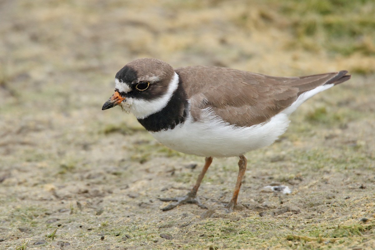 Semipalmated Plover - ML618789598