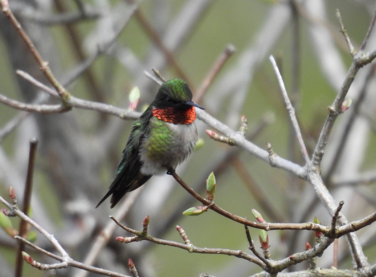 Ruby-throated Hummingbird - ML618789610