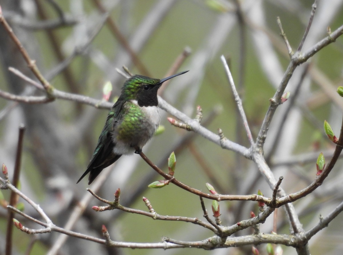 Ruby-throated Hummingbird - Glenn Hodgkins