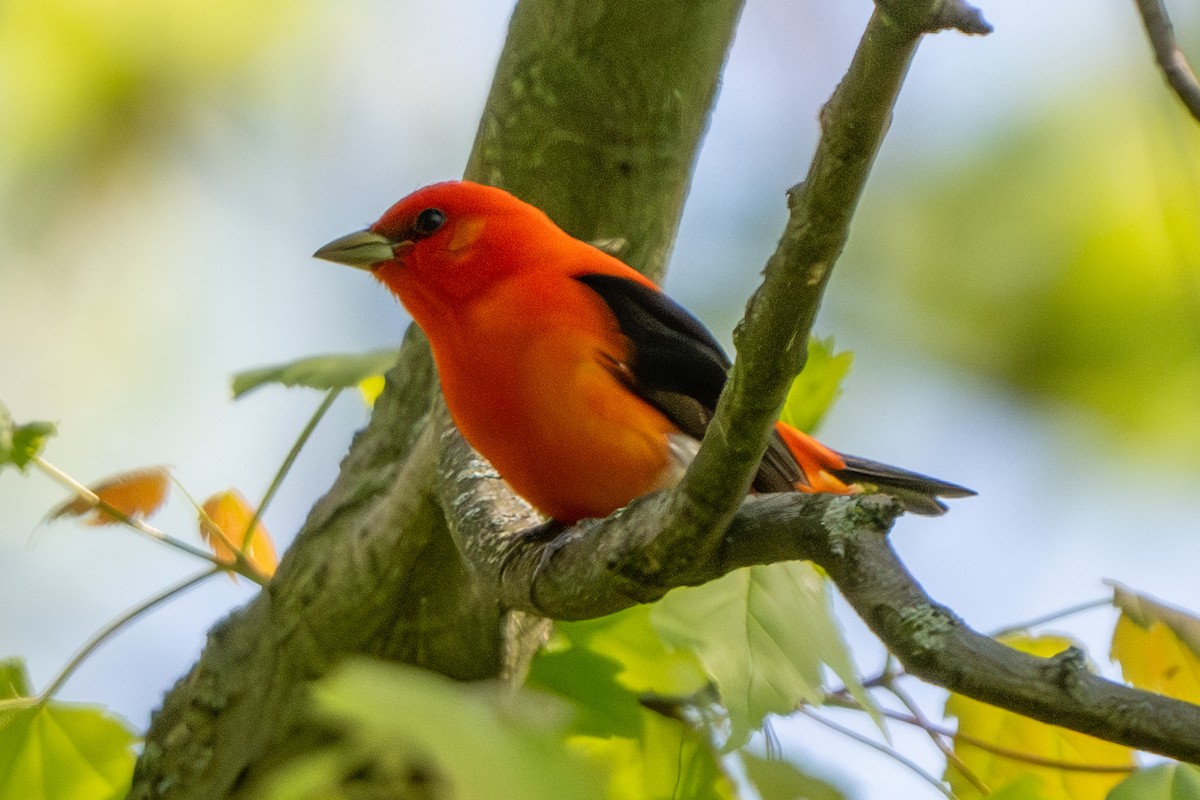 Scarlet Tanager - ML618789633