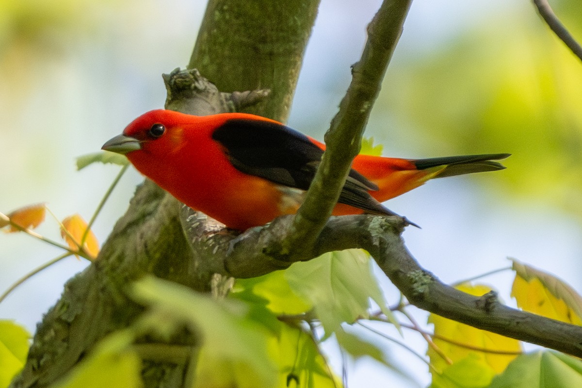 Scarlet Tanager - ML618789642
