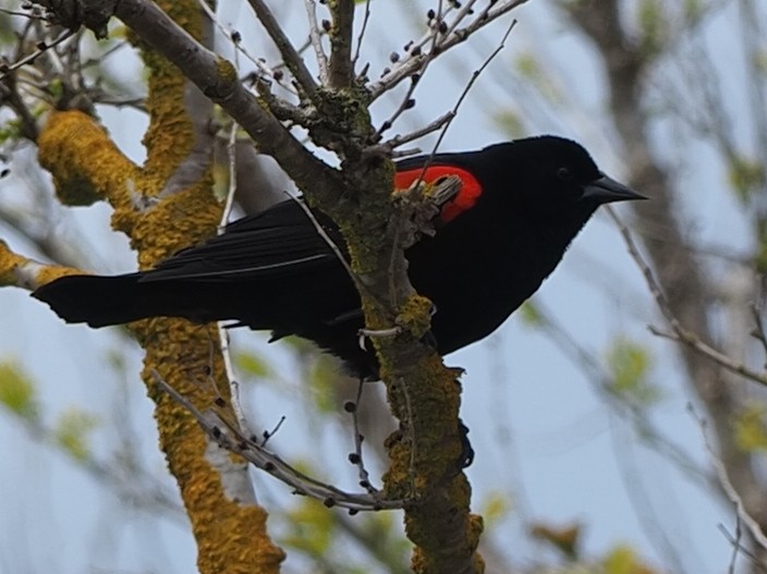 Red-winged Blackbird - ML618789650