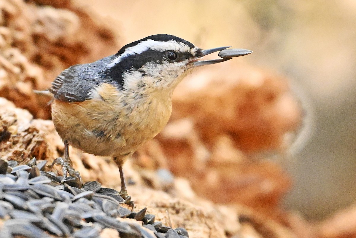 Red-breasted Nuthatch - Wayne Oakes