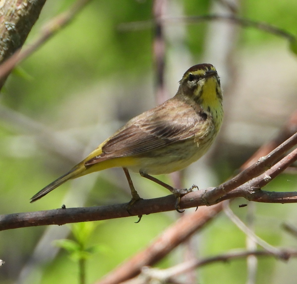 Palm Warbler - Shirley Andrews