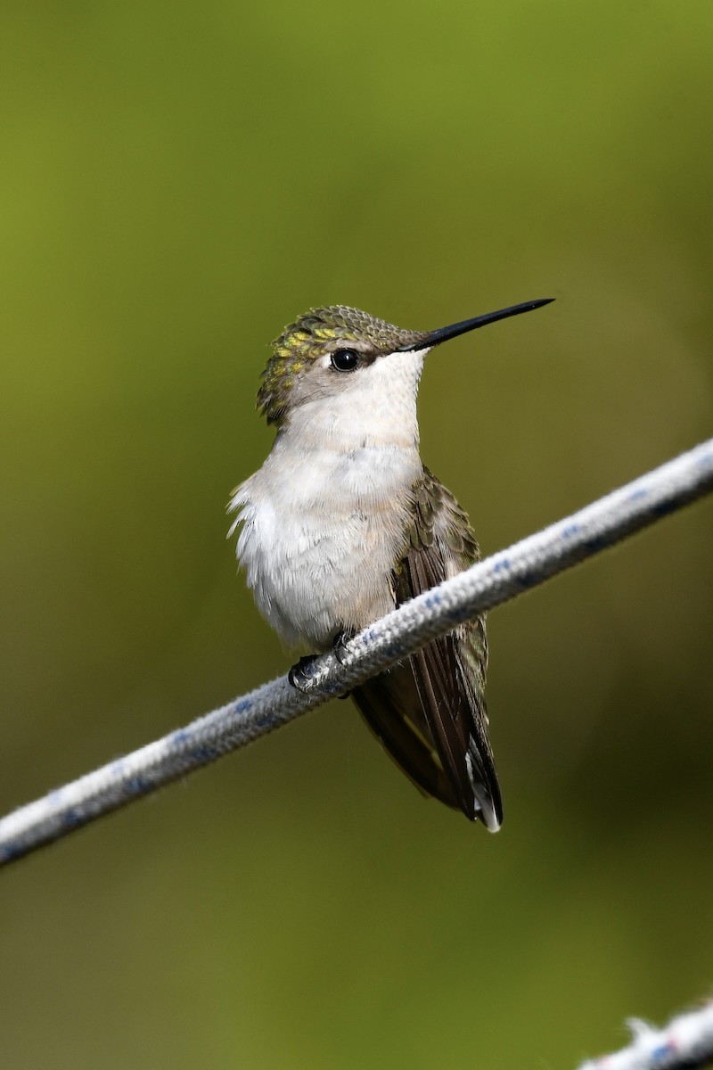 Ruby-throated Hummingbird - Carly Rodgers