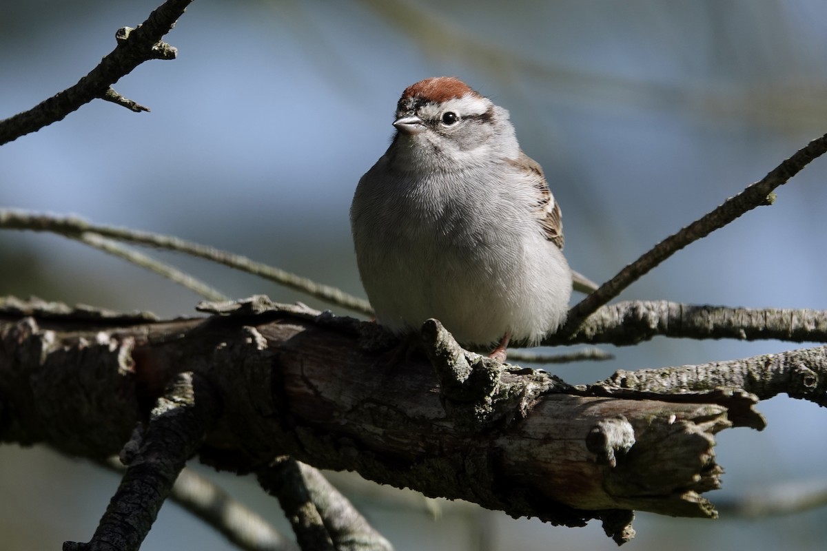 Chipping Sparrow - ML618789742