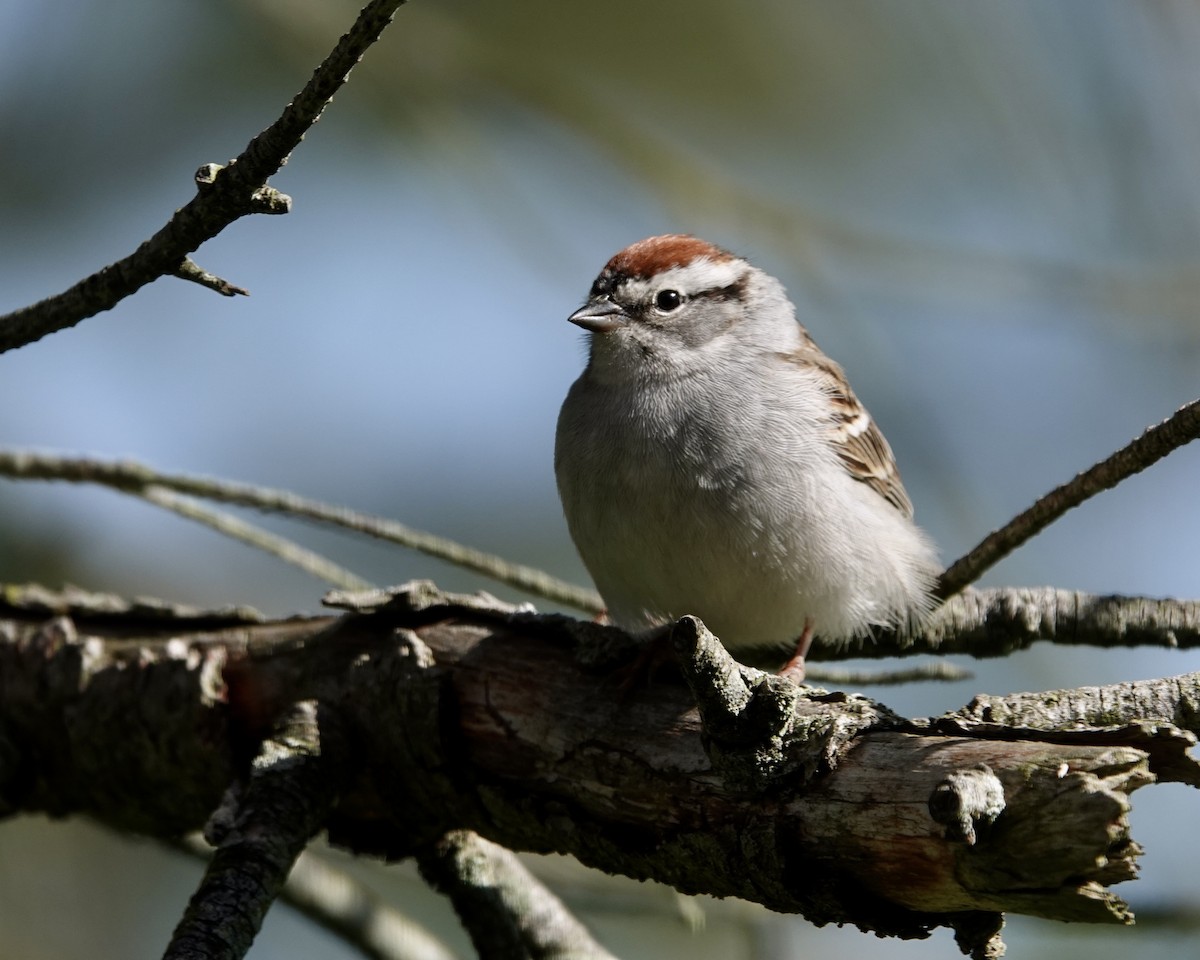 Chipping Sparrow - ML618789762