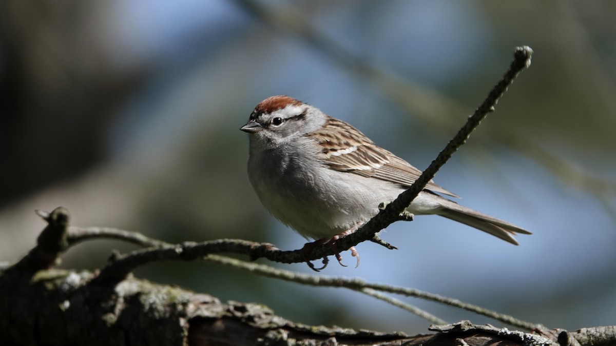 Chipping Sparrow - ML618789795
