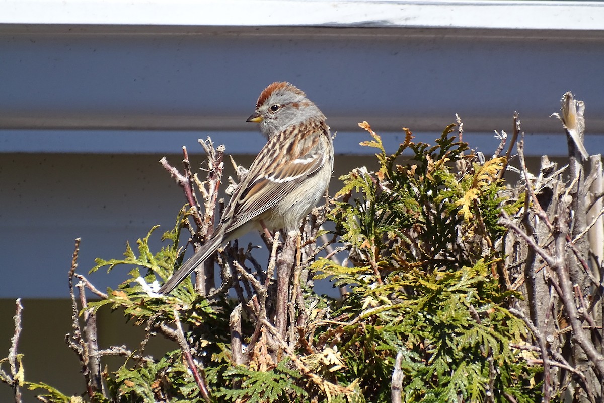 American Tree Sparrow - ML618789800