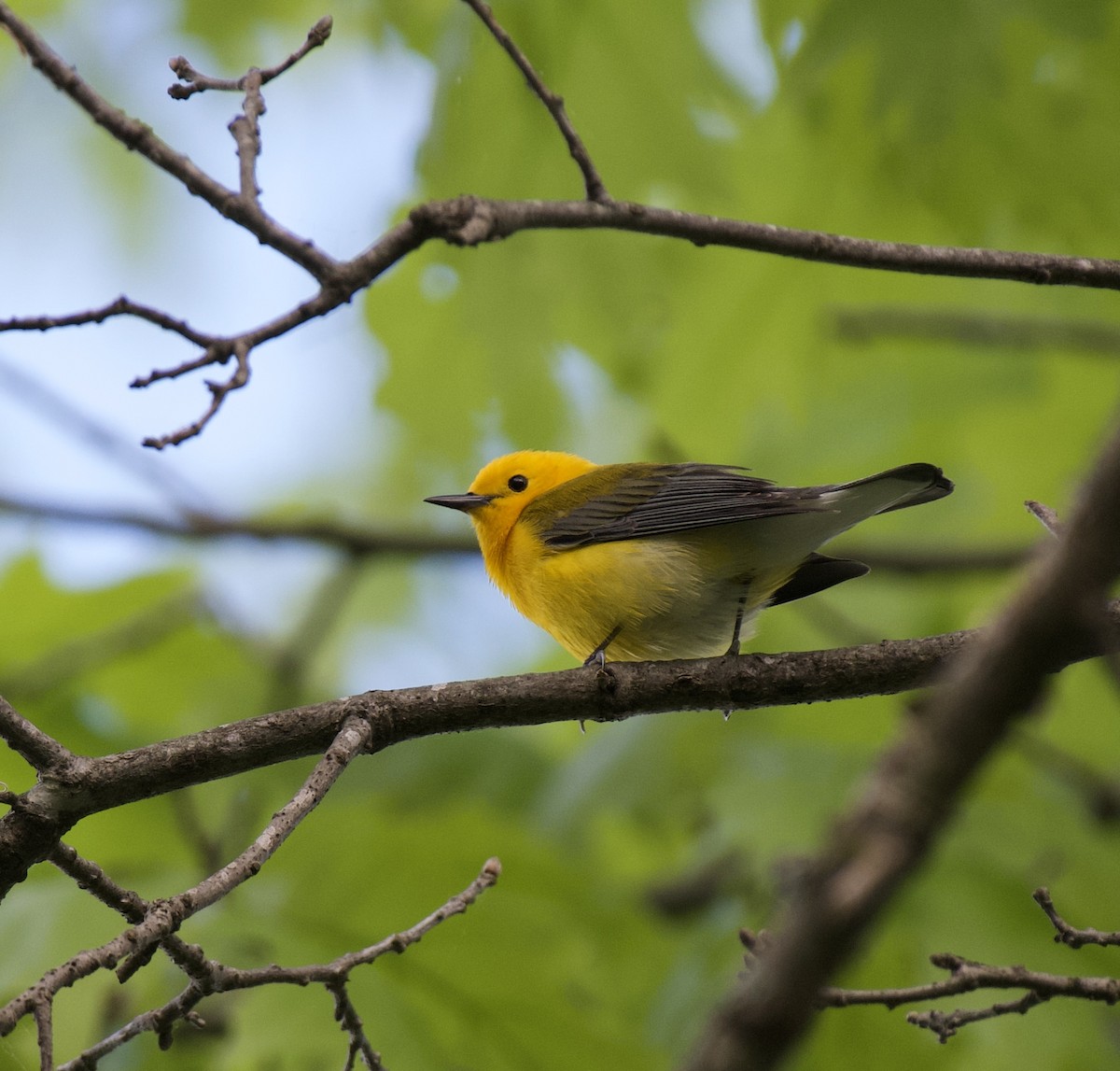 Prothonotary Warbler - ML618789802