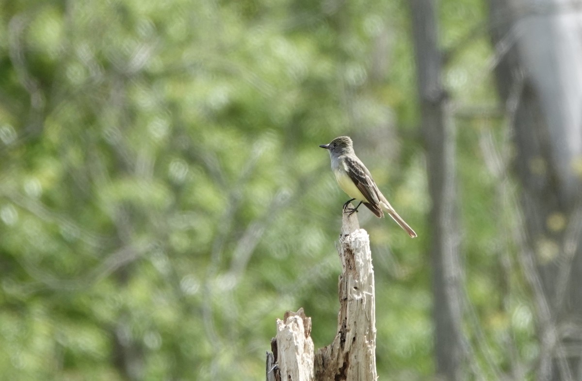 Great Crested Flycatcher - ML618789833