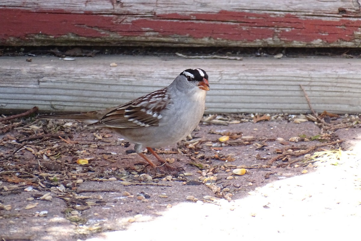 White-crowned Sparrow - ML618789839