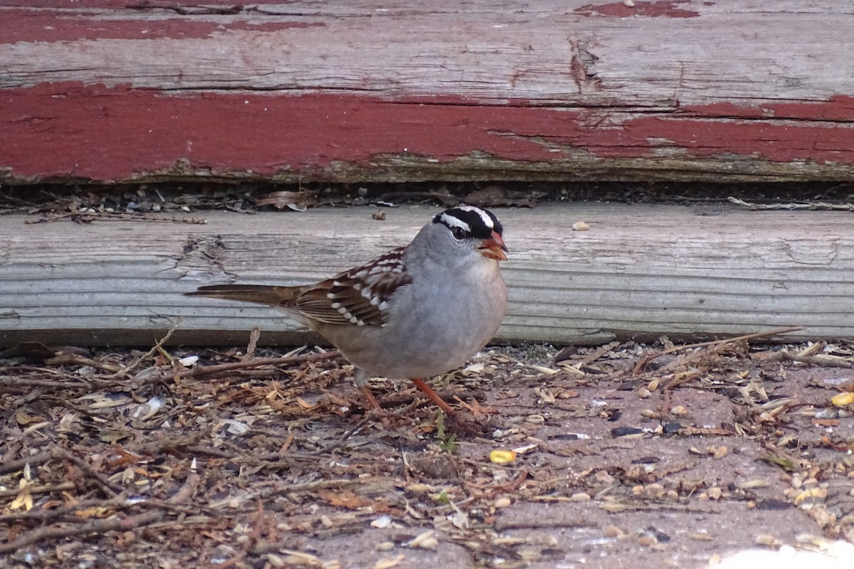 White-crowned Sparrow - ML618789840