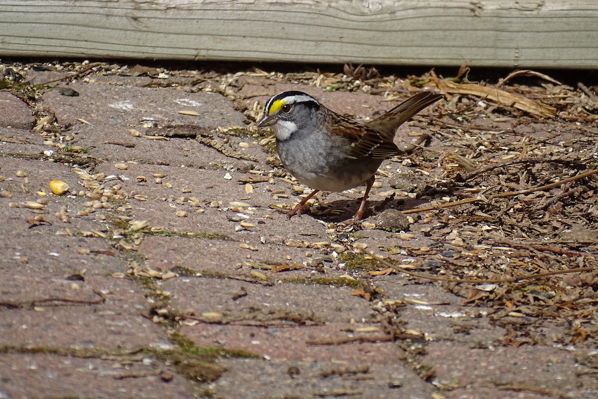 White-throated Sparrow - ML618789854