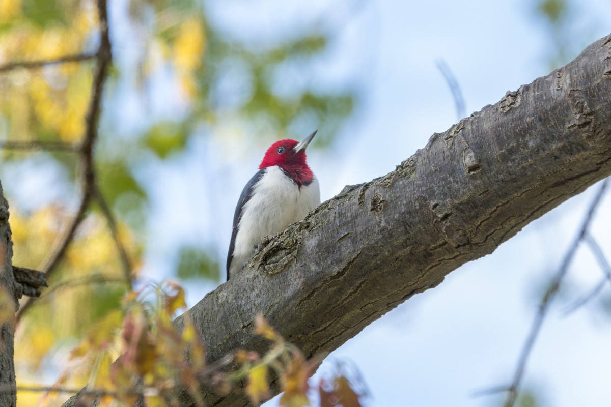 Red-headed Woodpecker - ML618789875