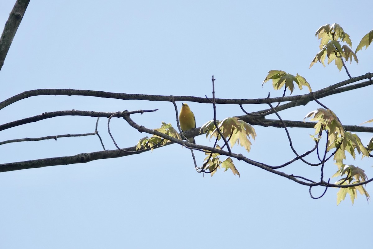 Prothonotary Warbler - ML618789878