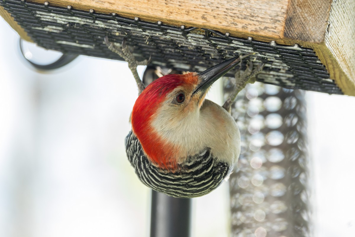 Red-bellied Woodpecker - ML618789882