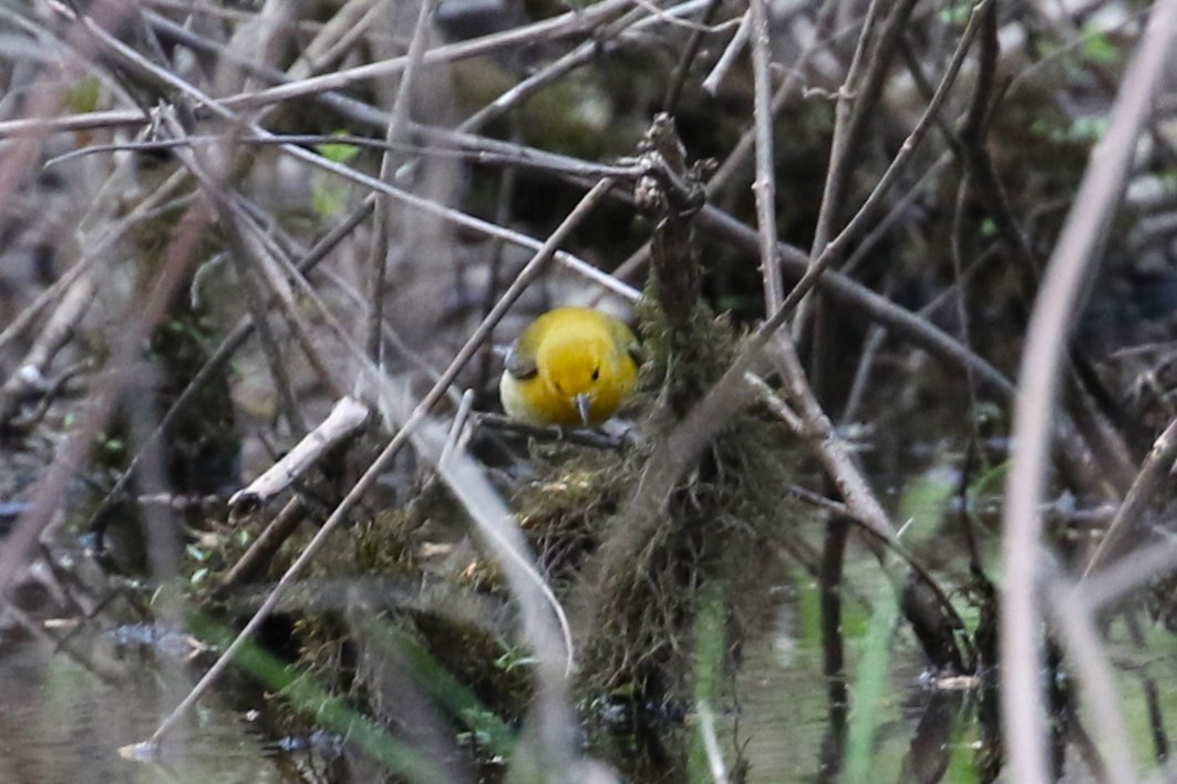 Prothonotary Warbler - ML618789887