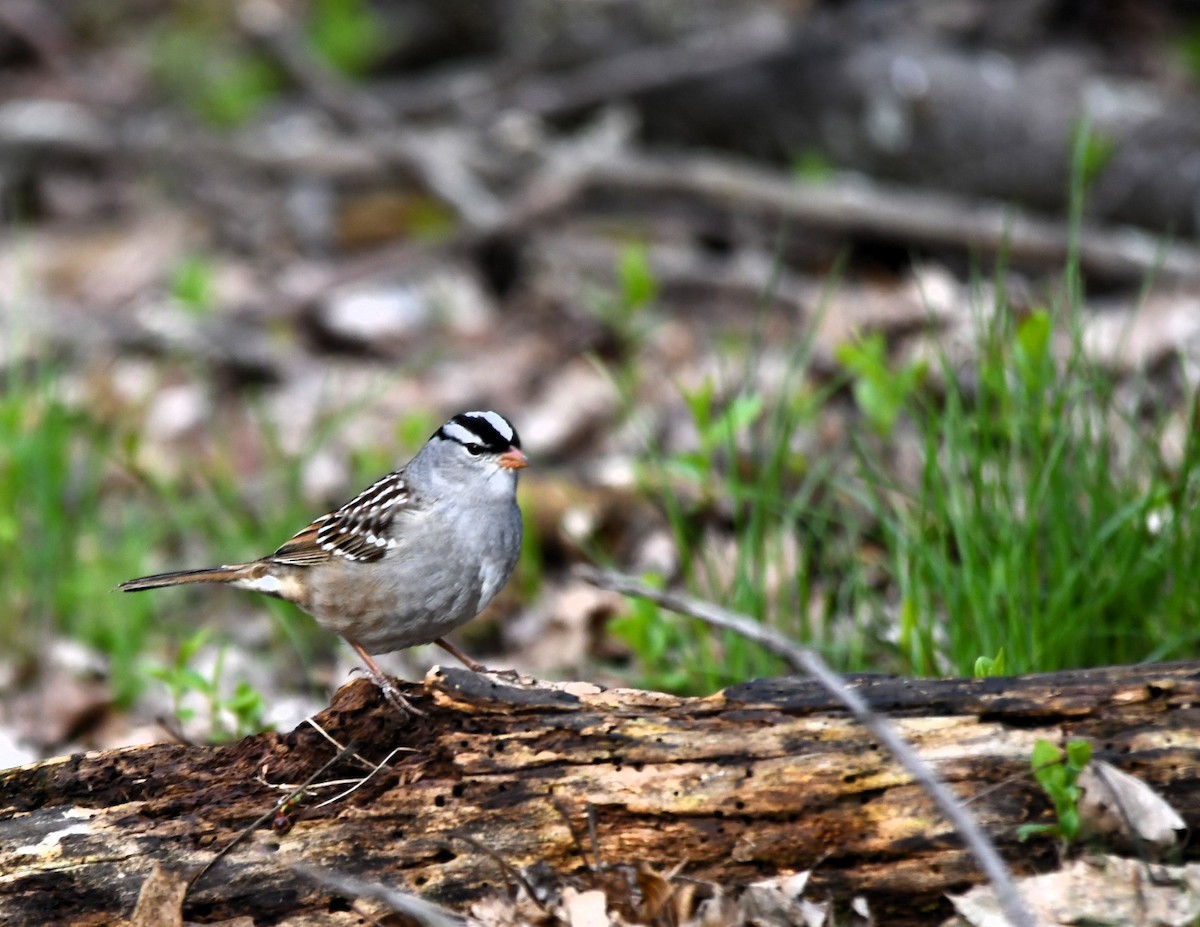 White-crowned Sparrow - ML618789890