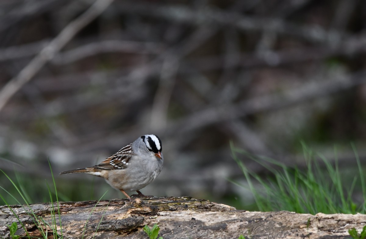 White-crowned Sparrow - ML618789894