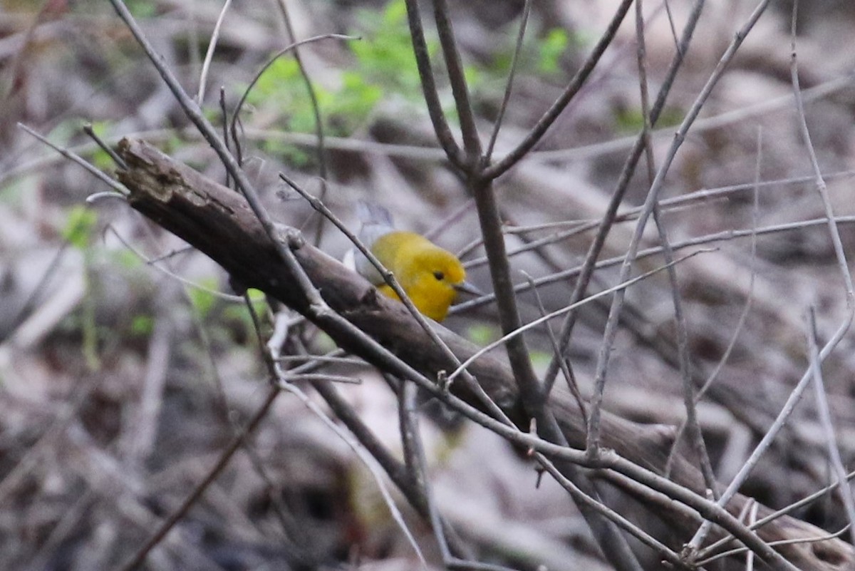 Prothonotary Warbler - ML618789900