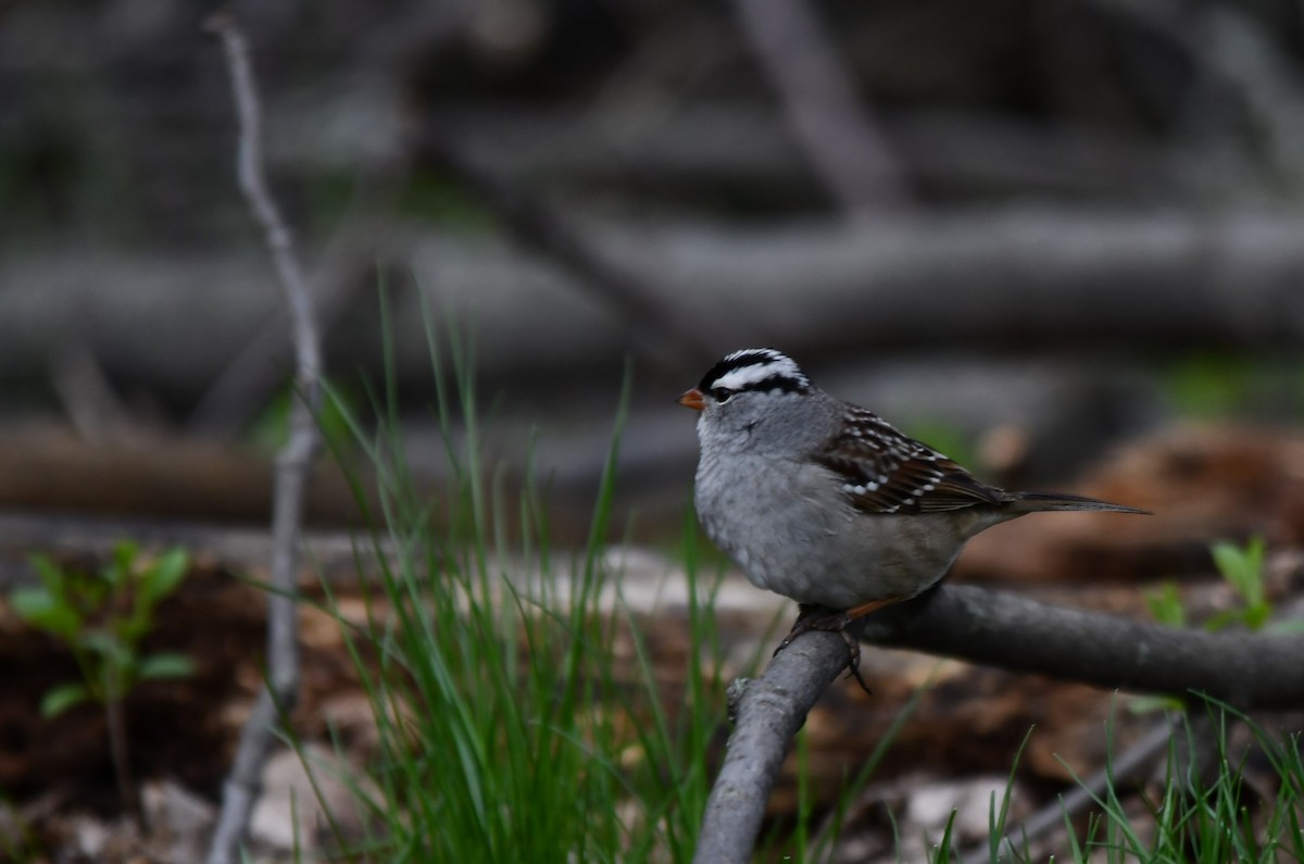 White-crowned Sparrow - Monique Maynard