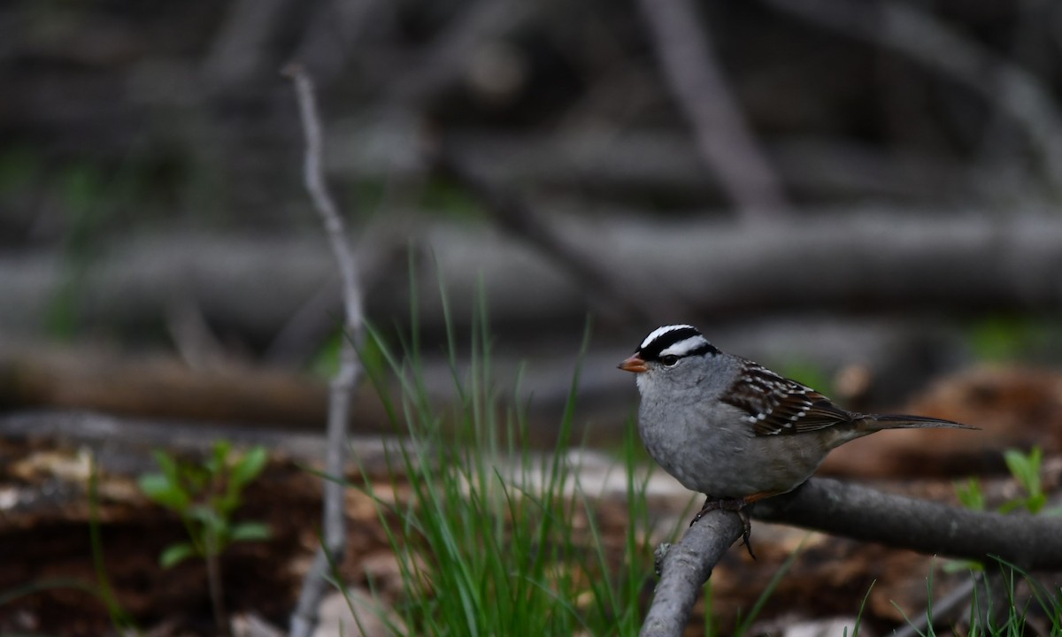 White-crowned Sparrow - Monique Maynard