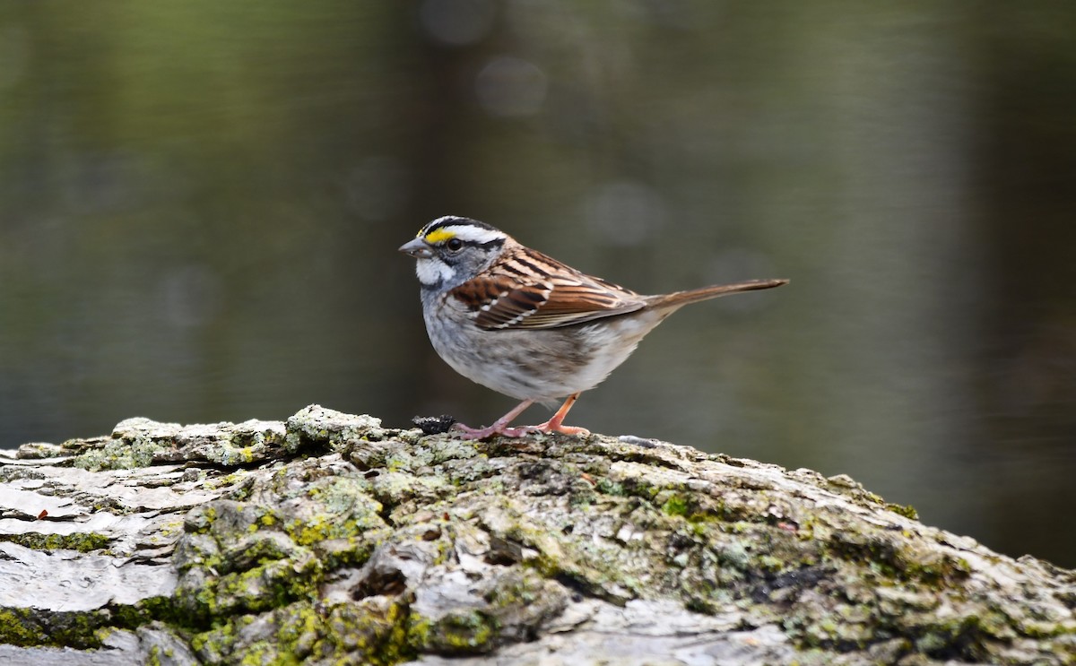 White-throated Sparrow - ML618789919