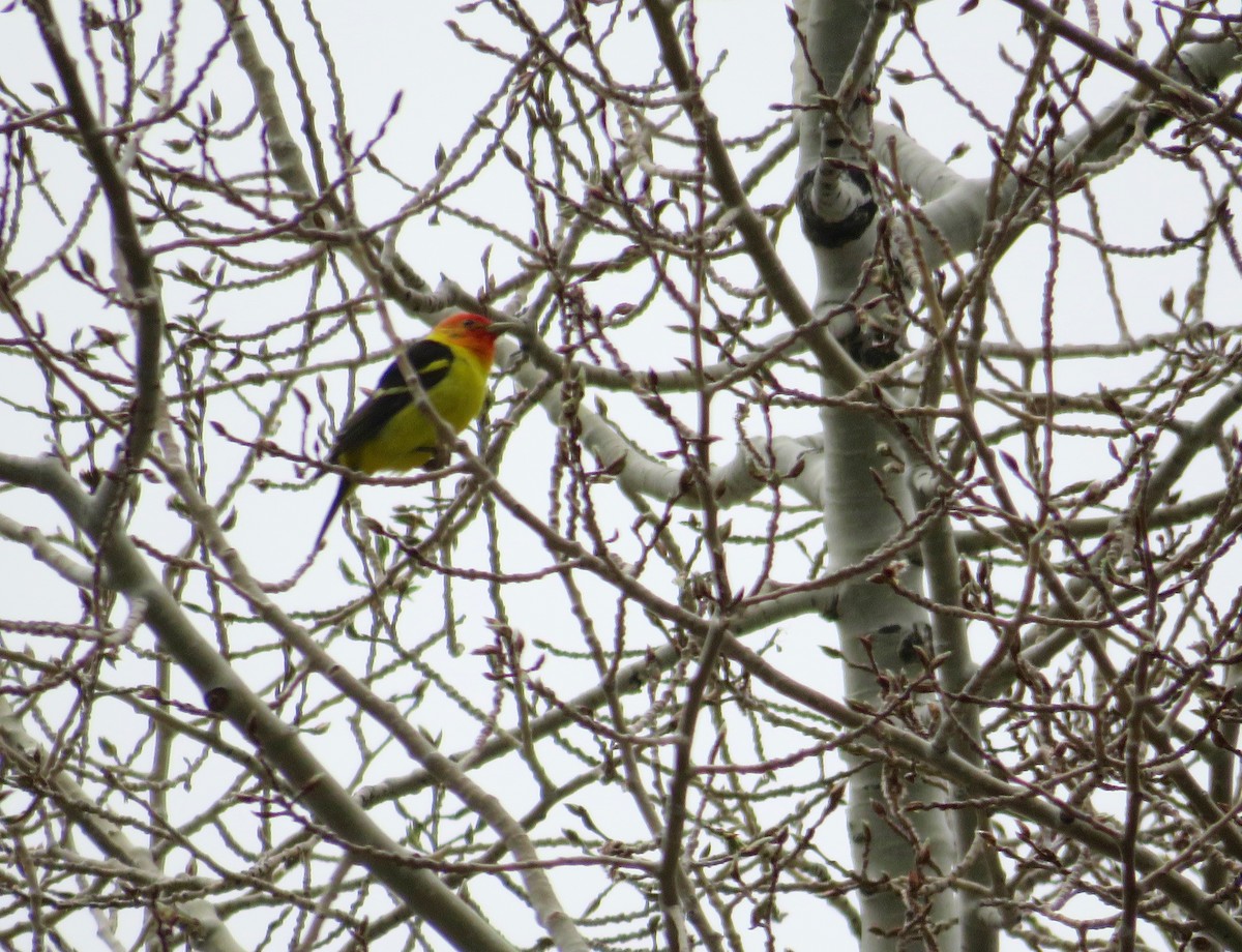 Western Tanager - Al Zerbe