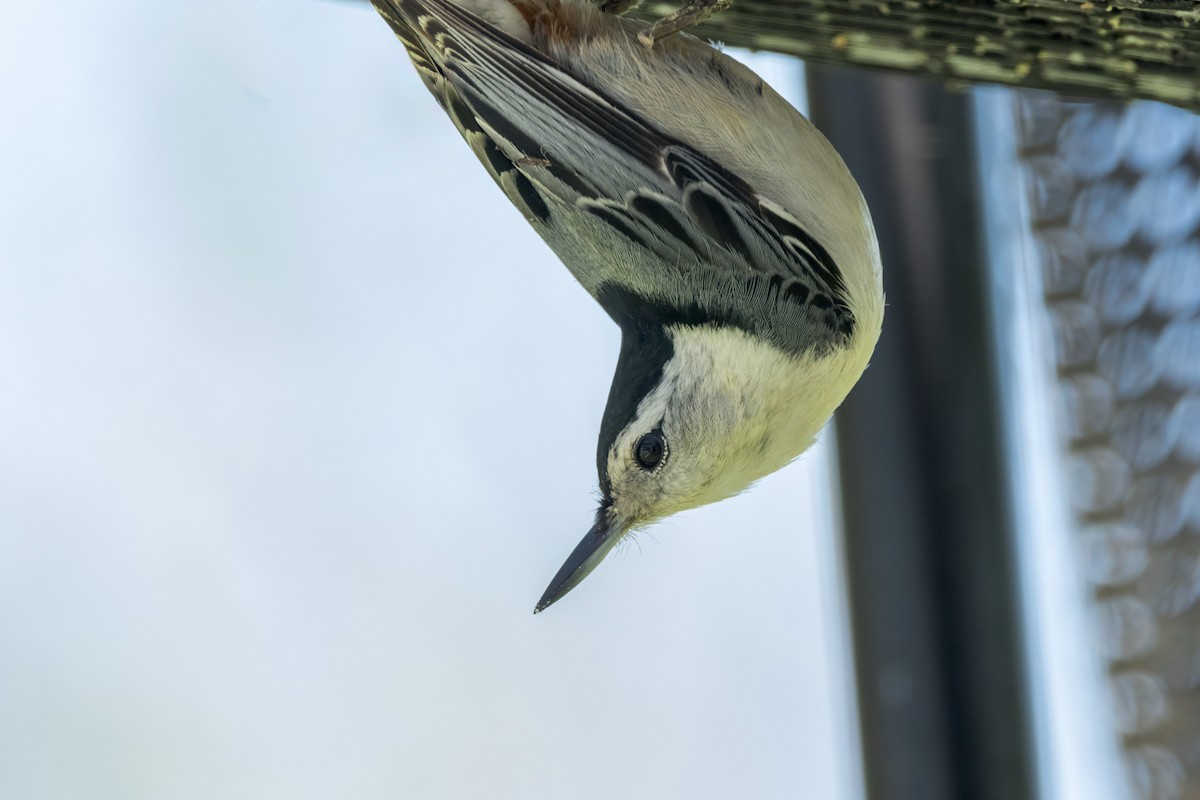 White-breasted Nuthatch - ML618789935